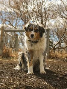 Australian Shepherd Puppies - Photo 9