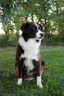 Australian Shepherd Puppies - Photo 10