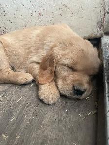 Golden Retriever puppies