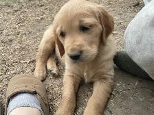 Golden Retriever puppies - Photo 2