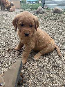 Golden Retriever puppies - Photo 3