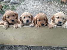 Golden Retriever puppies - Photo 4