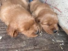 Golden Retriever puppies - Photo 5