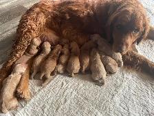 Golden Retriever puppies - Photo 6
