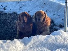Golden Retriever puppies - Photo 7