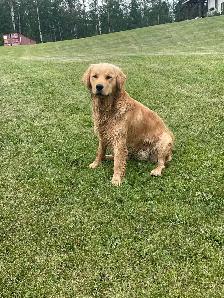 Golden Retriever puppies - Photo 10