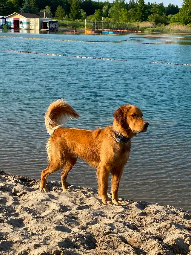 Golden Irish puppies.