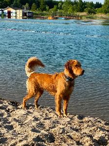 Golden Irish puppies.