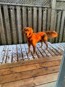 Golden Irish puppies. - Photo 2