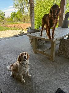 Golden Irish puppies. - Photo 3