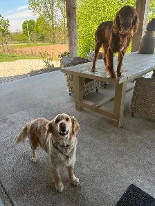 Golden Irish puppies. - Photo 4