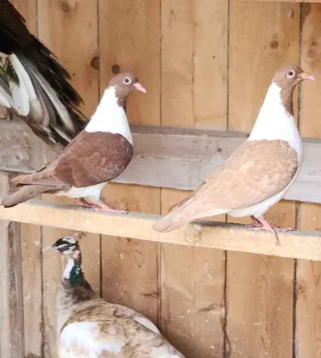 STRASSER PIGEONS