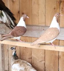 STRASSER PIGEONS