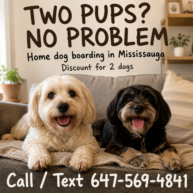 Two dogs? No problem. Long term dog boarding in Mississauga