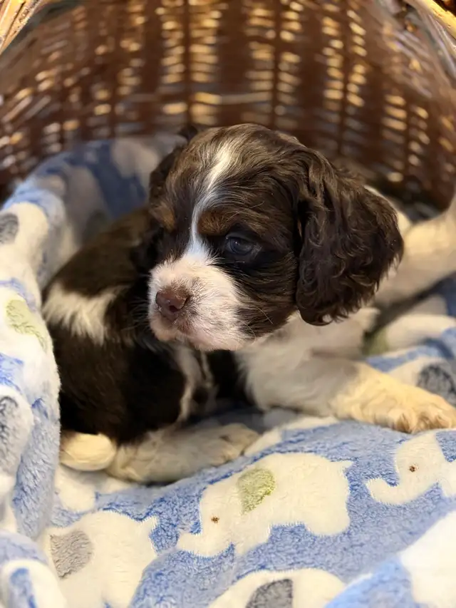 cocker, américain, pure, race