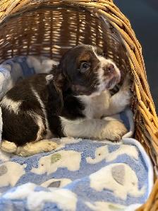 cocker, américain, pure, race - Photo 2