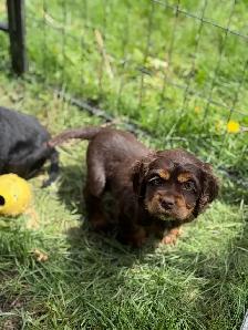 cocker, américain, pure, race - Photo 3