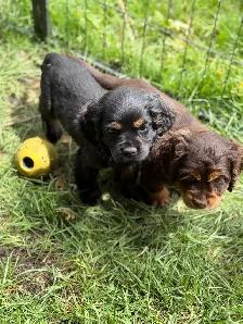 cocker, américain, pure, race - Photo 4
