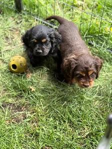 cocker, américain, pure, race - Photo 5