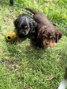 cocker, américain, pure, race - Photo 6