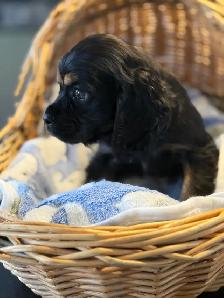 cocker, américain, pure, race - Photo 7