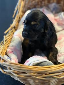 cocker, américain, pure, race - Photo 8