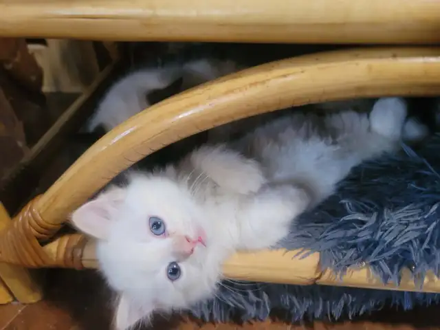 BEAUTIFUL BLUE EYED, FLAME LYNX POINT STANDARD NAPOLEON MUNCHKIN