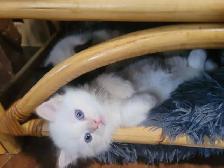 BEAUTIFUL BLUE EYED, FLAME LYNX POINT STANDARD NAPOLEON MUNCHKIN