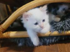 BEAUTIFUL BLUE EYED, FLAME LYNX POINT STANDARD NAPOLEON MUNCHKIN - Photo 2