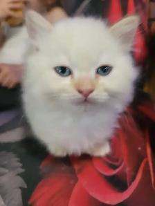 BEAUTIFUL BLUE EYED, FLAME LYNX POINT STANDARD NAPOLEON MUNCHKIN - Photo 3