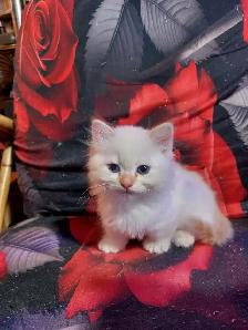 BEAUTIFUL BLUE EYED, FLAME LYNX POINT STANDARD NAPOLEON MUNCHKIN - Photo 4