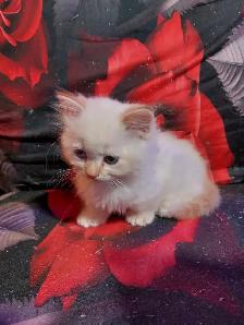 BEAUTIFUL BLUE EYED, FLAME LYNX POINT STANDARD NAPOLEON MUNCHKIN - Photo 5