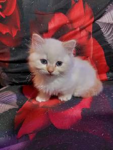 BEAUTIFUL BLUE EYED, FLAME LYNX POINT STANDARD NAPOLEON MUNCHKIN - Photo 6