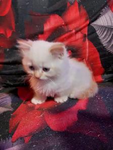 BEAUTIFUL BLUE EYED, FLAME LYNX POINT STANDARD NAPOLEON MUNCHKIN - Photo 7