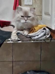 BEAUTIFUL BLUE EYED, FLAME LYNX POINT STANDARD NAPOLEON MUNCHKIN - Photo 8