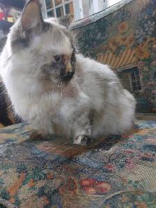 BEAUTIFUL BLUE EYED, FLAME LYNX POINT STANDARD NAPOLEON MUNCHKIN - Photo 9