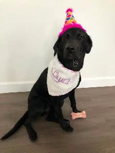 FREE 2YR old female dog for REHOME ASAP! House & potty trained! - Photo 2
