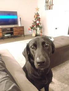 FREE 2YR old female dog for REHOME ASAP! House & potty trained! - Photo 5