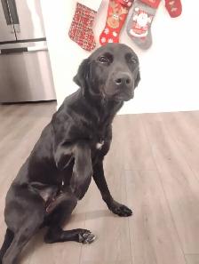 FREE 2YR old female dog for REHOME ASAP! House & potty trained! - Photo 6
