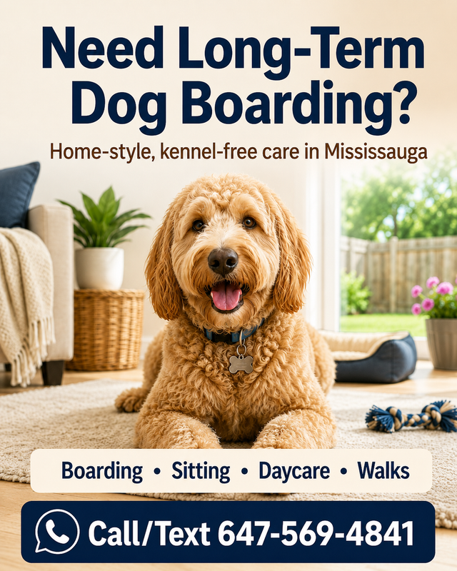 Long-Term Dog Boarding in Mississauga | Home-Style Kennel-Free