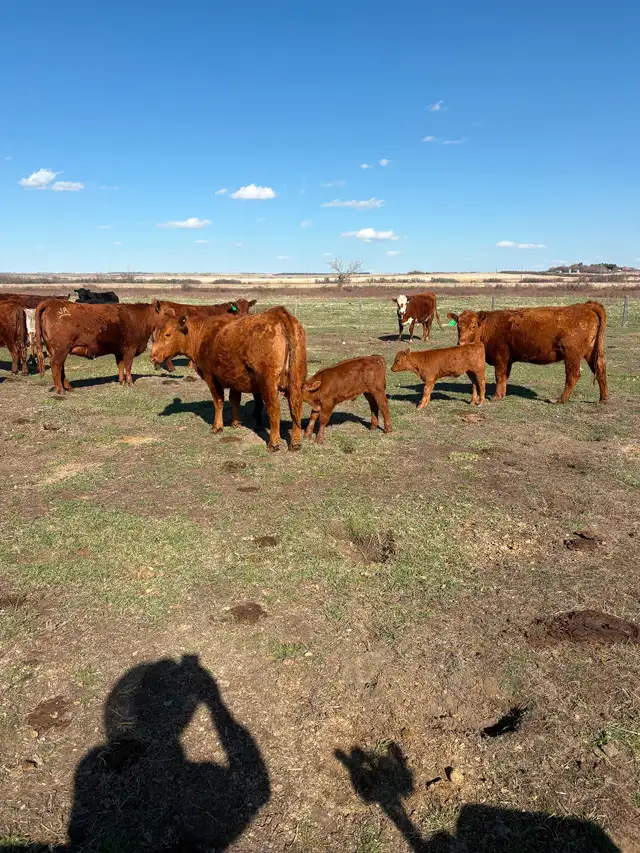 1st calf heifer pairs for sale