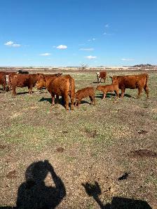 1st calf heifer pairs for sale
