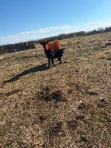 1st calf heifer pairs for sale - Photo 2