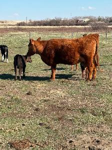 1st calf heifer pairs for sale - Photo 3