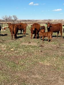 1st calf heifer pairs for sale - Photo 4