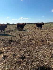1st calf heifer pairs for sale - Photo 5