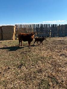 1st calf heifer pairs for sale - Photo 6