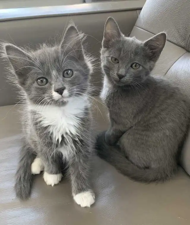 Kittens for Sale / Rehoming