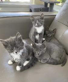 Kittens for Sale / Rehoming - Photo 2
