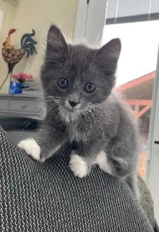 Kittens for Sale / Rehoming - Photo 3